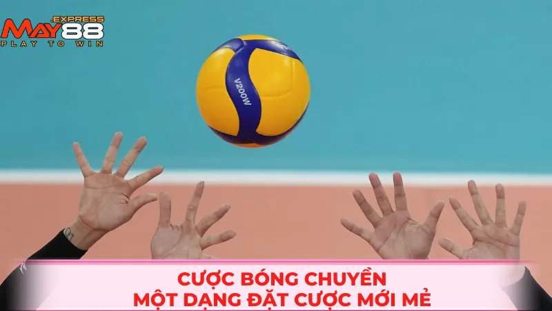 Cược bóng chuyền - Một dạng đặt cược mới mẻ