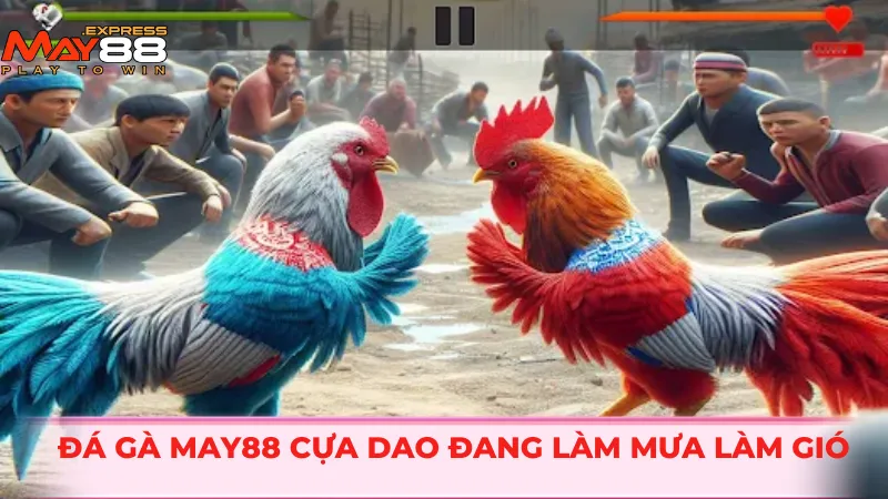 Đá gà MAY88 cựa dao đang làm mưa làm gió