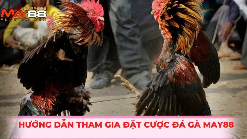 Hướng dẫn tham gia đặt cược đá gà MAY88