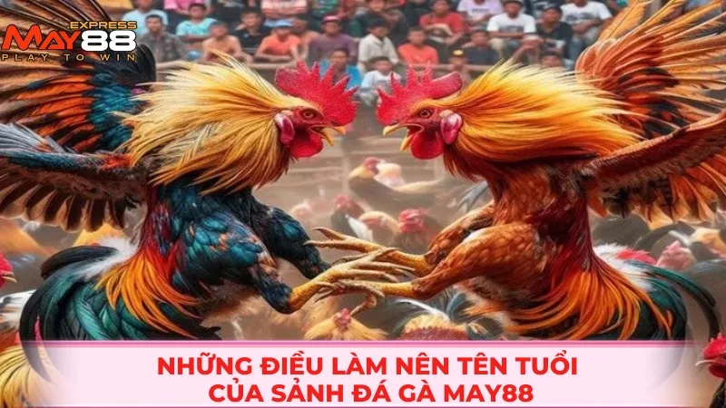 Những điều làm nên tên tuổi của sảnh đá gà MAY88