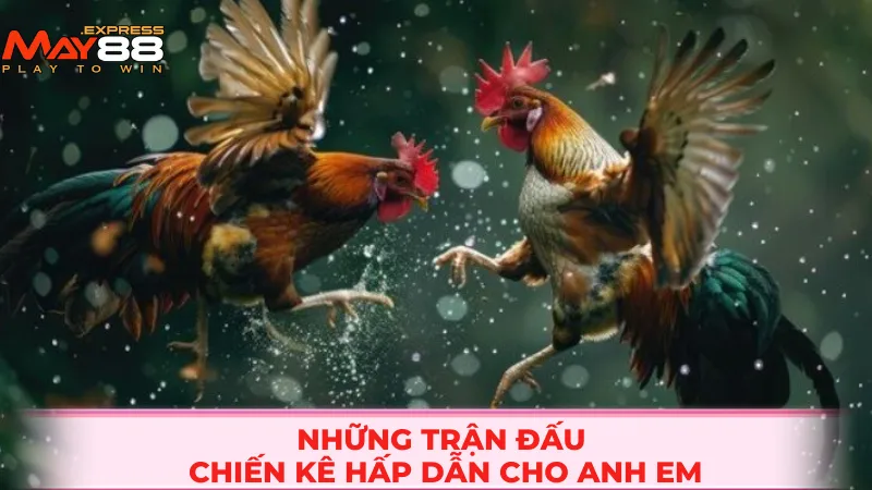 Những trận đấu chiến kê hấp dẫn cho anh em