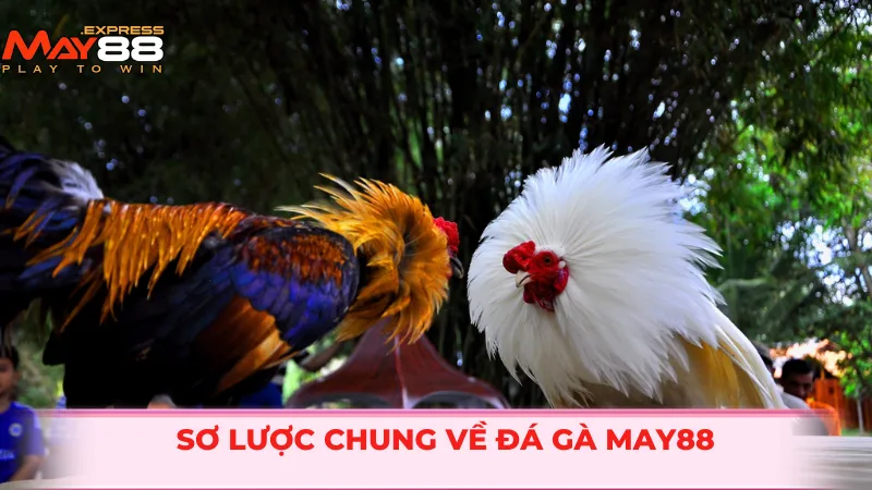 Sơ lược chung về đá gà MAY88